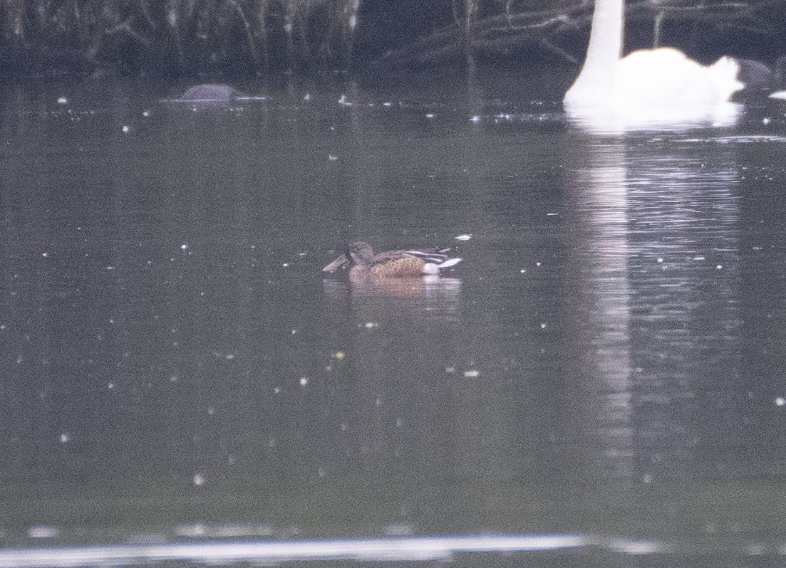 Northern Shoveler - ML605865671