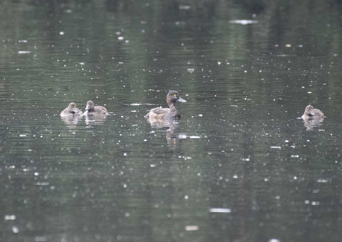 Tufted Duck - ML605865681