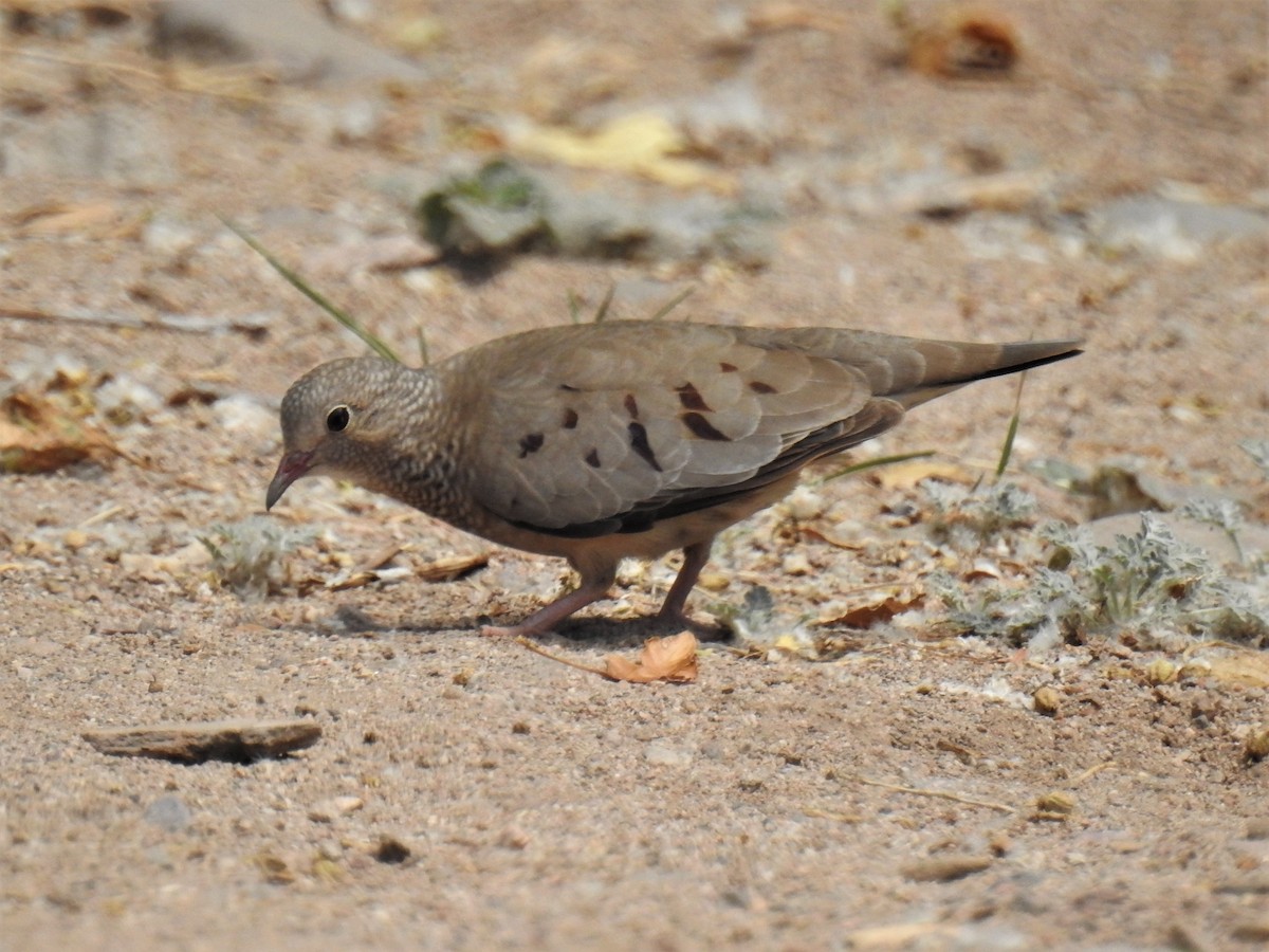 Common Ground Dove - Chipper Phillips