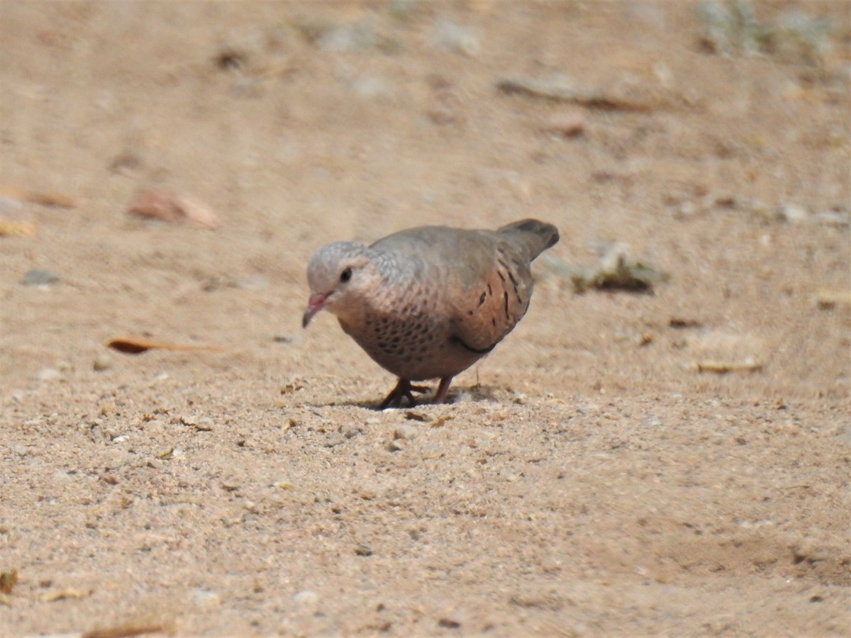 Common Ground Dove - ML605867791