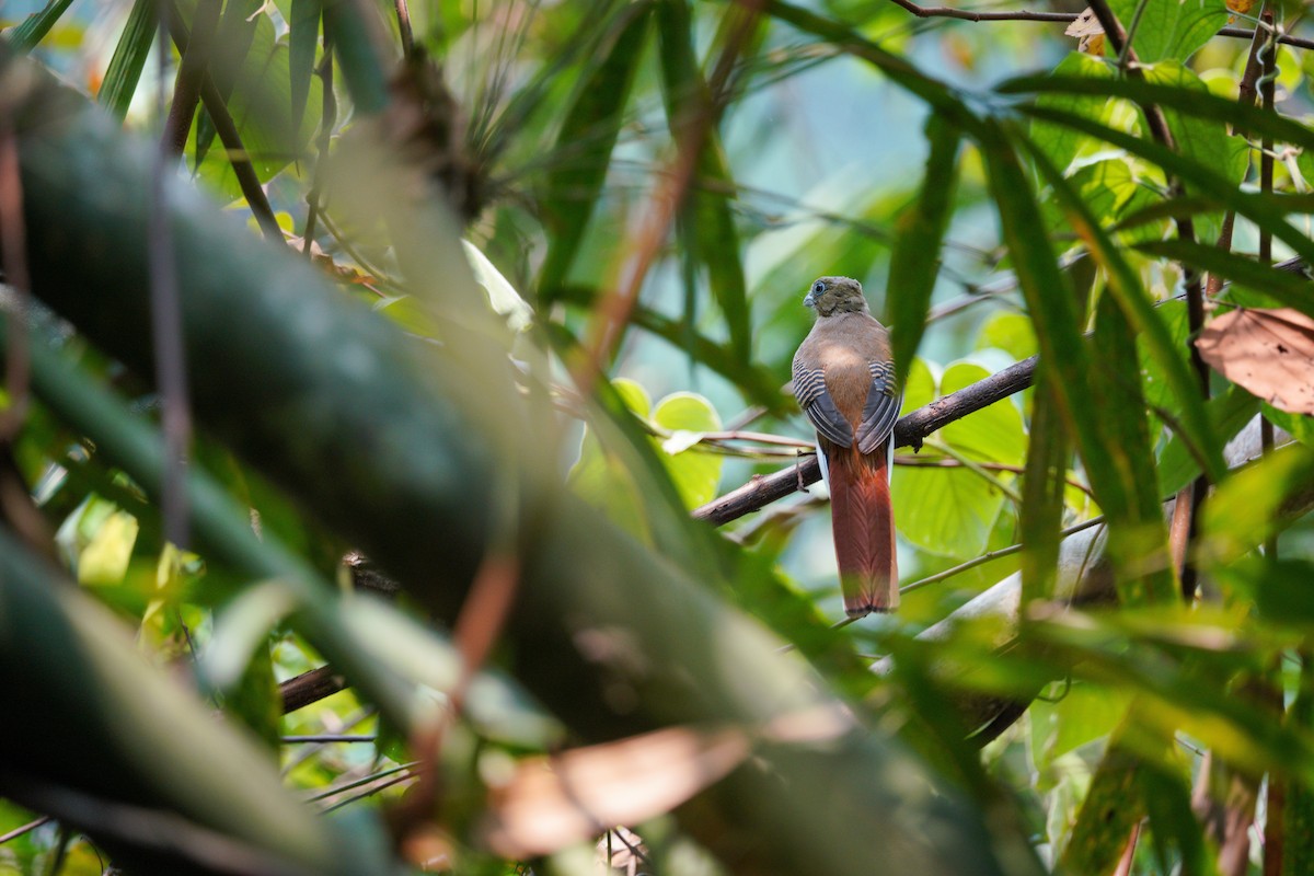 Orange-breasted Trogon - Hichem MACHOUK