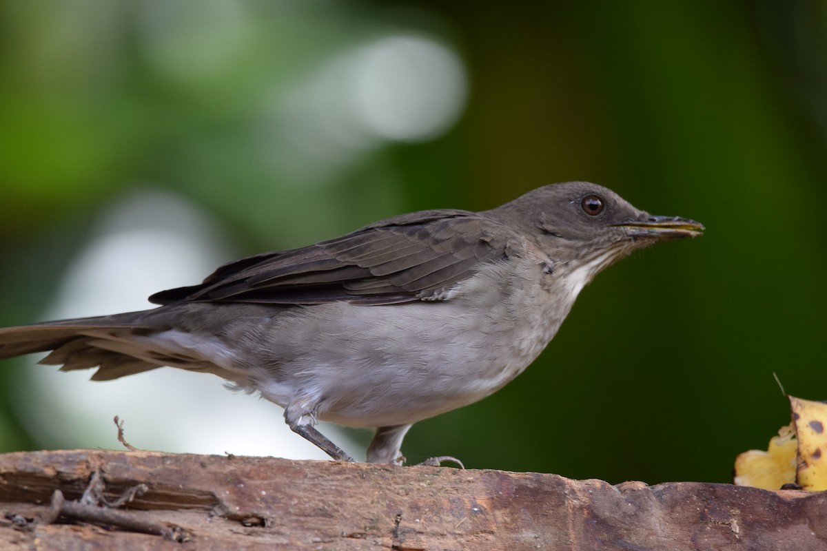 Black-billed Thrush - ML605870041