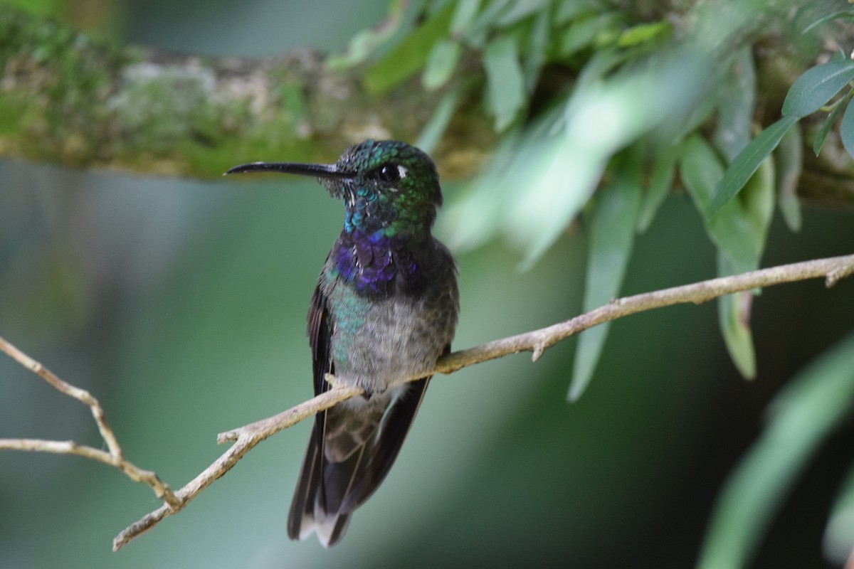 Violet-chested Hummingbird - Freddy Oswaldo Ovalles Pabon