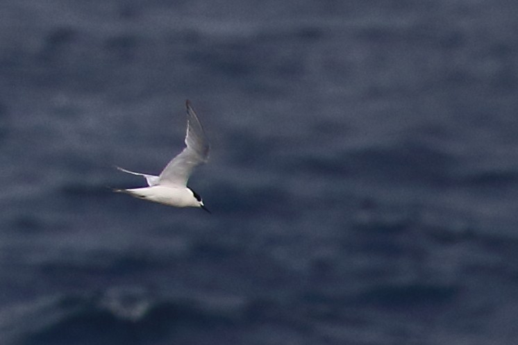 White-fronted Tern - ML605871041