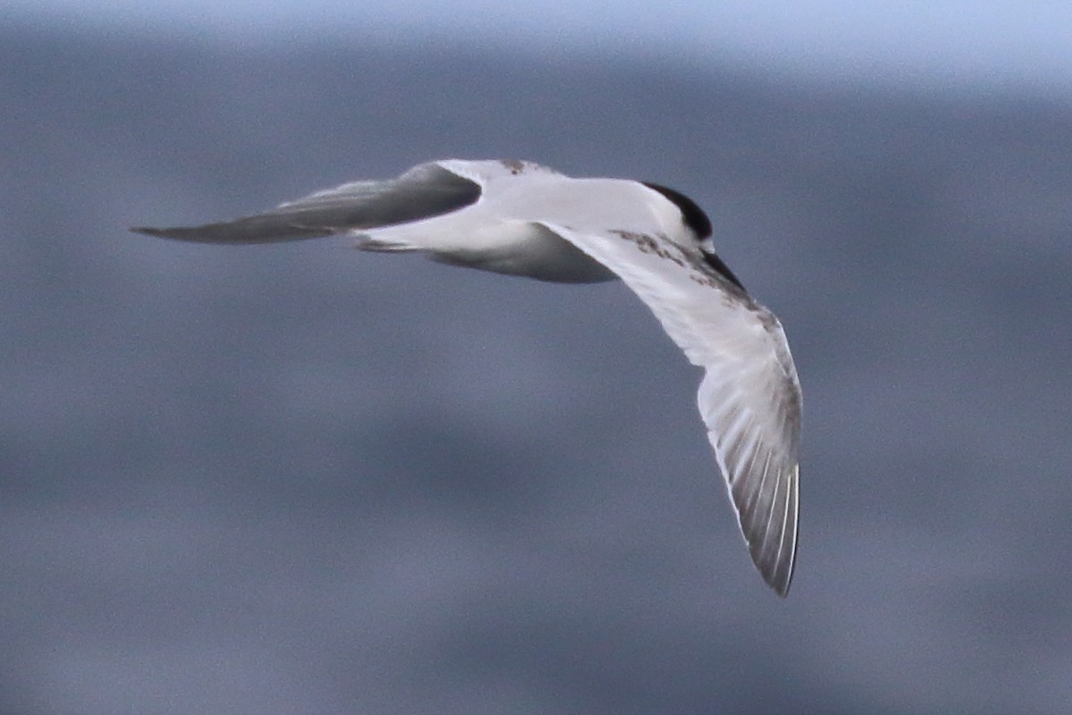 White-fronted Tern - ML605872281