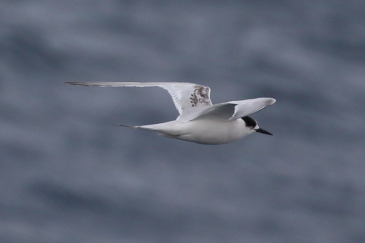 White-fronted Tern - ML605872291