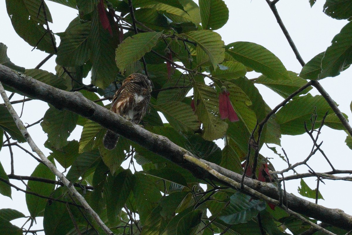 Asian Barred Owlet - ML605872321