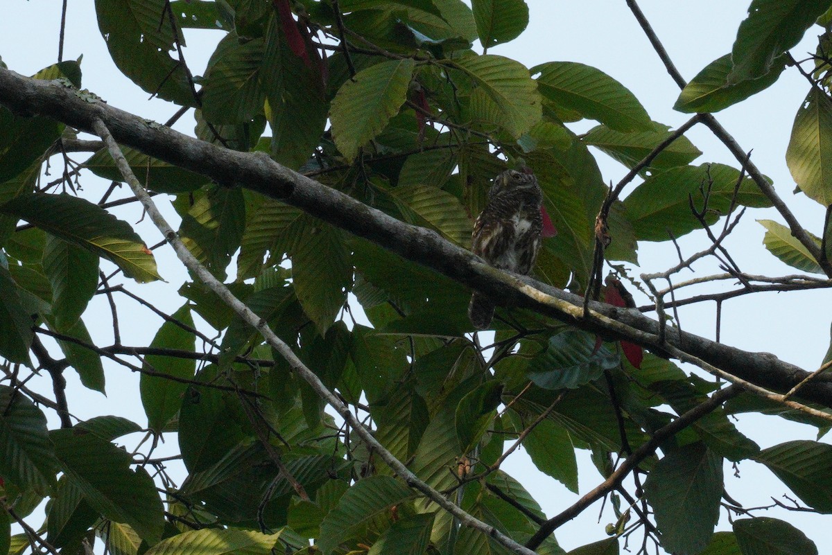 Asian Barred Owlet - ML605872331
