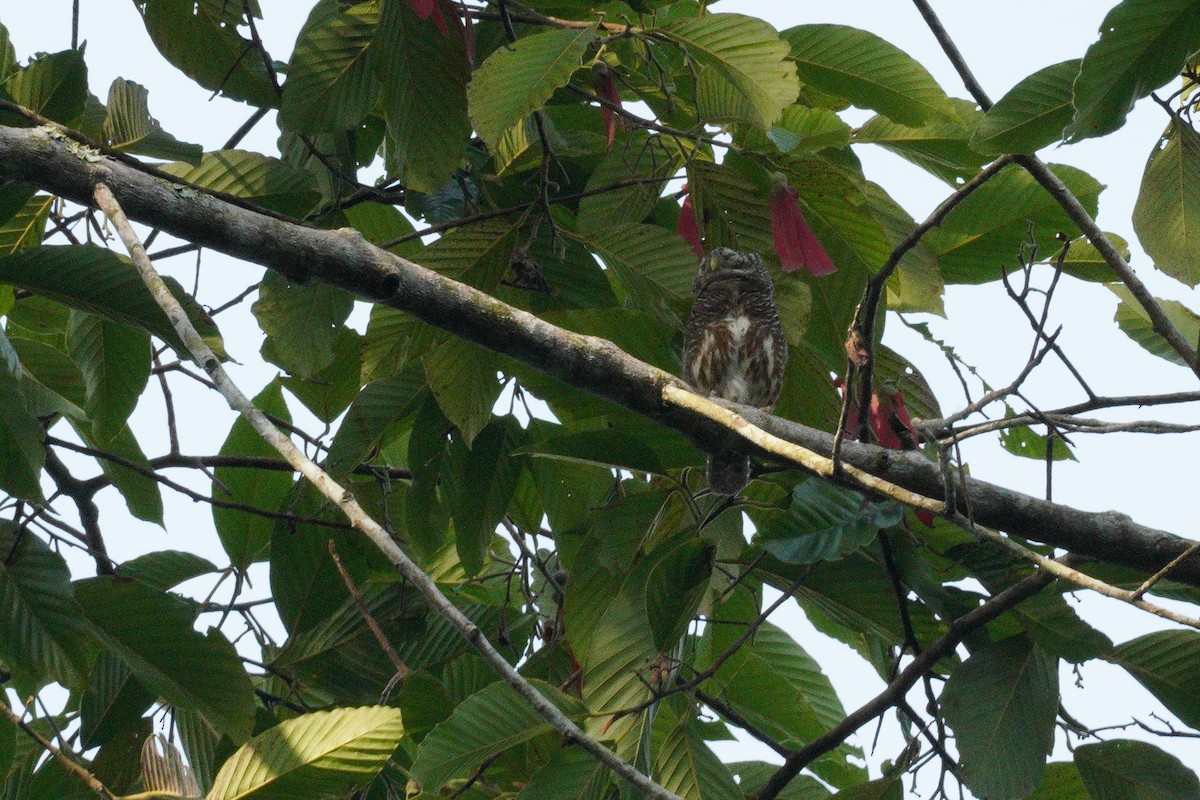 Asian Barred Owlet - ML605872341