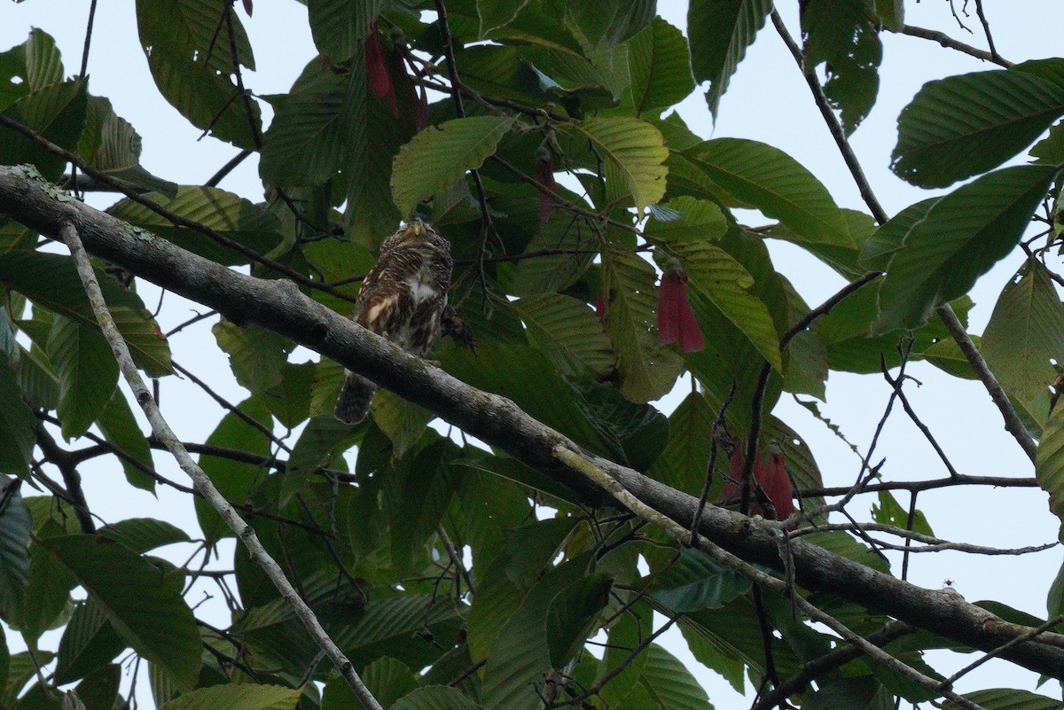 Asian Barred Owlet - ML605872351