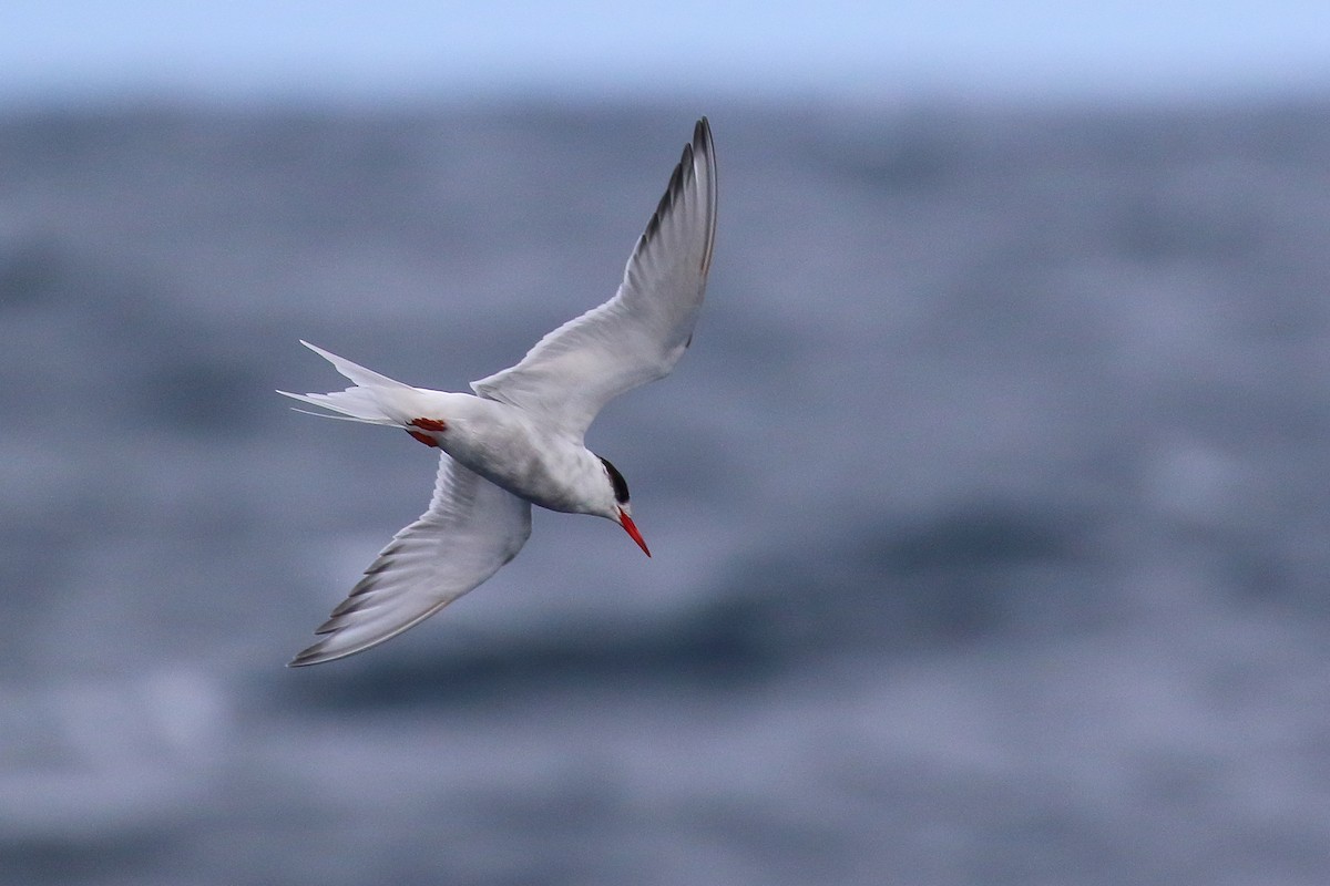 Antarctic Tern - ML605872381