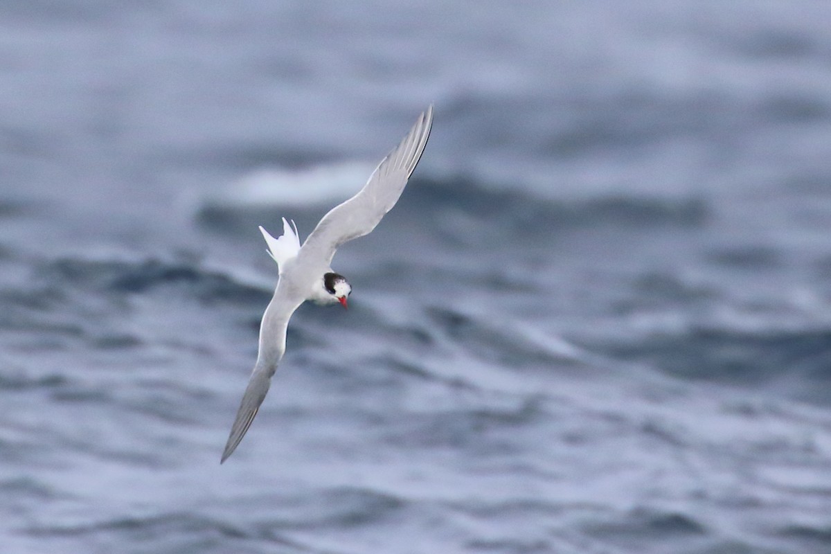 Antarctic Tern - Scott Eaton