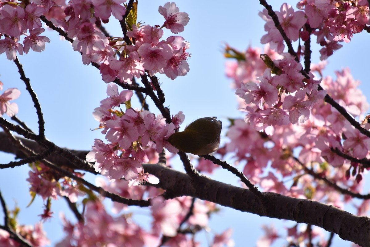 Warbling White-eye - ML605872701