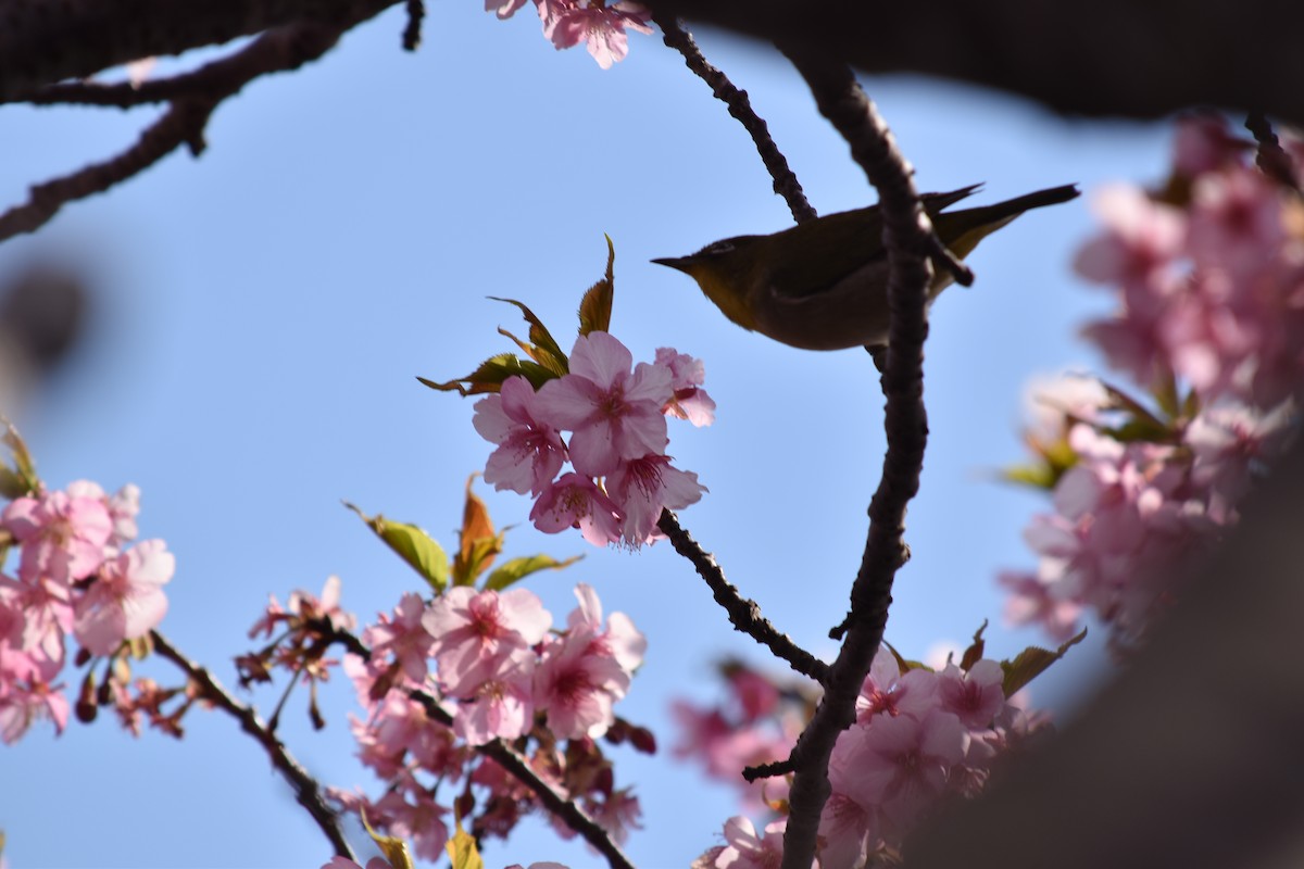 Warbling White-eye - ML605872751