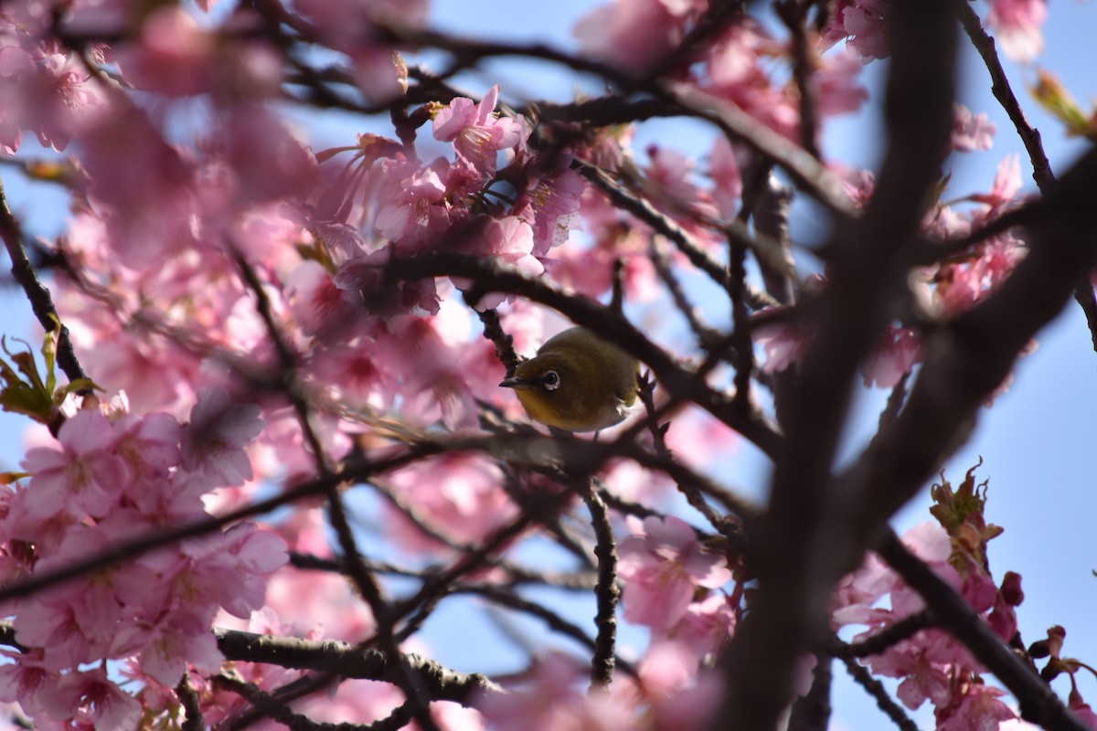 Warbling White-eye - ML605872781