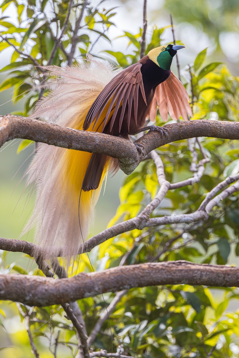 Greater Bird-of-Paradise - Yann Muzika