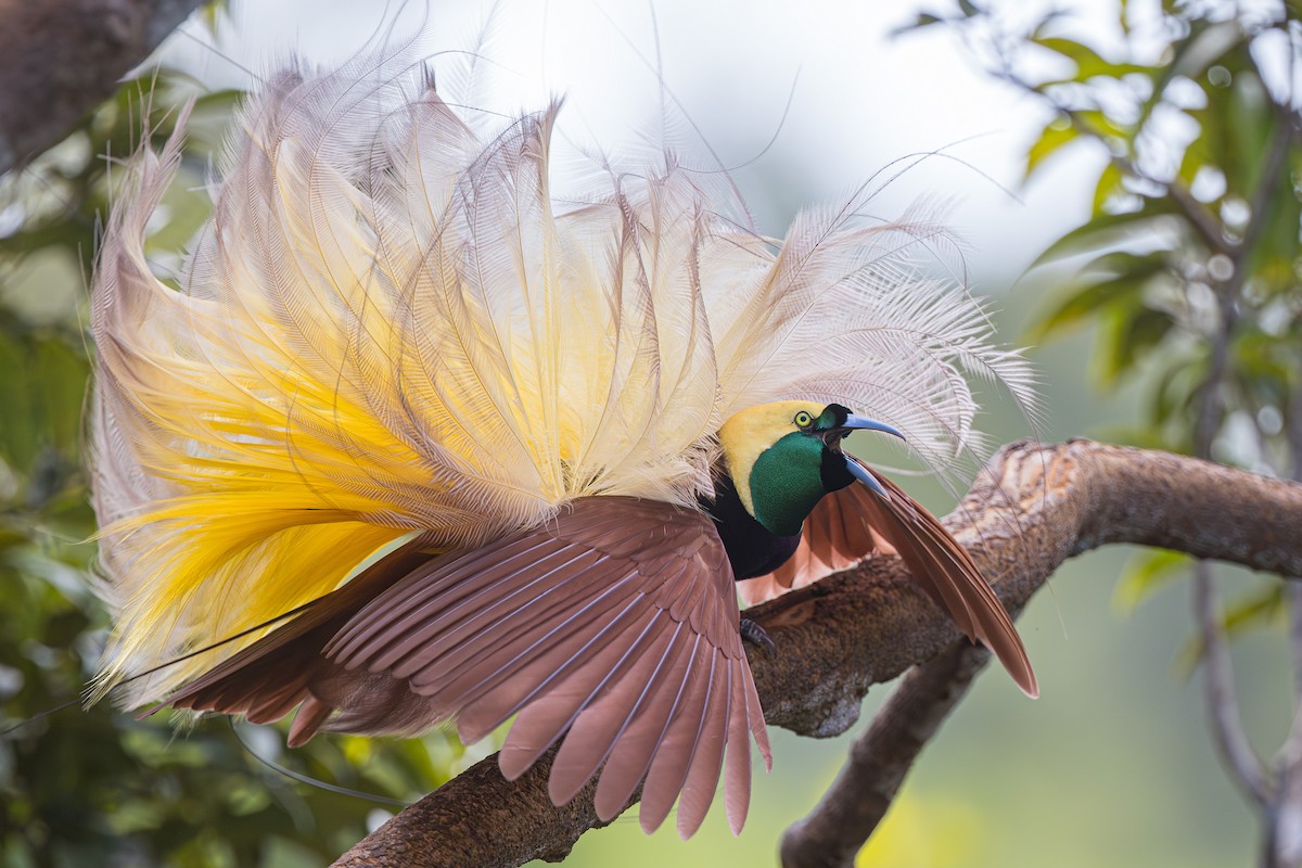 Greater Bird-of-Paradise - Yann Muzika