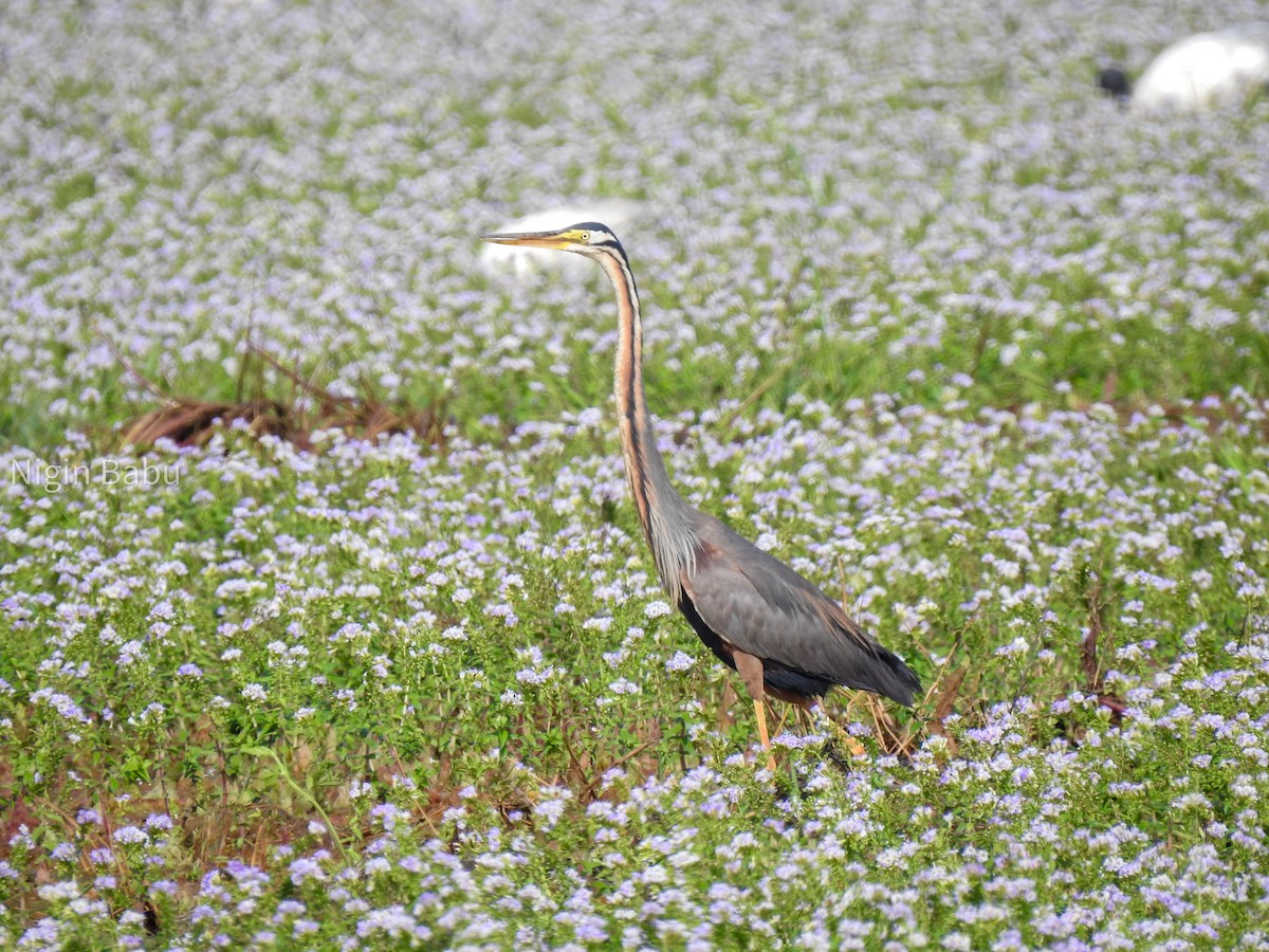 Purple Heron - ML605873681