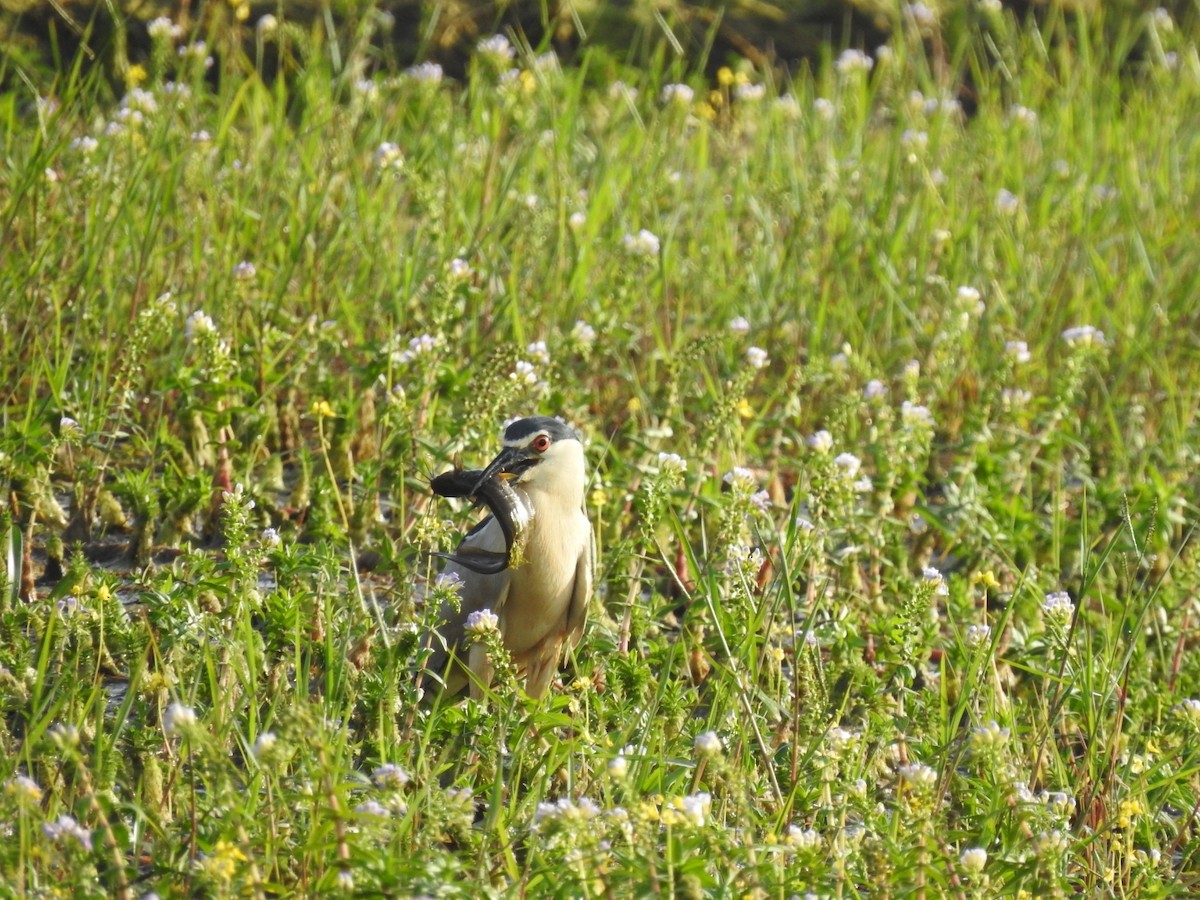 Black-crowned Night Heron - ML605873731