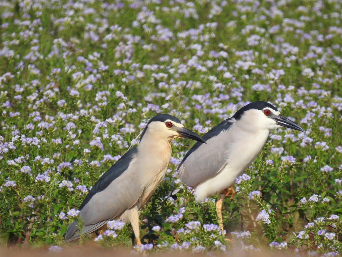 Black-crowned Night Heron - ML605873761