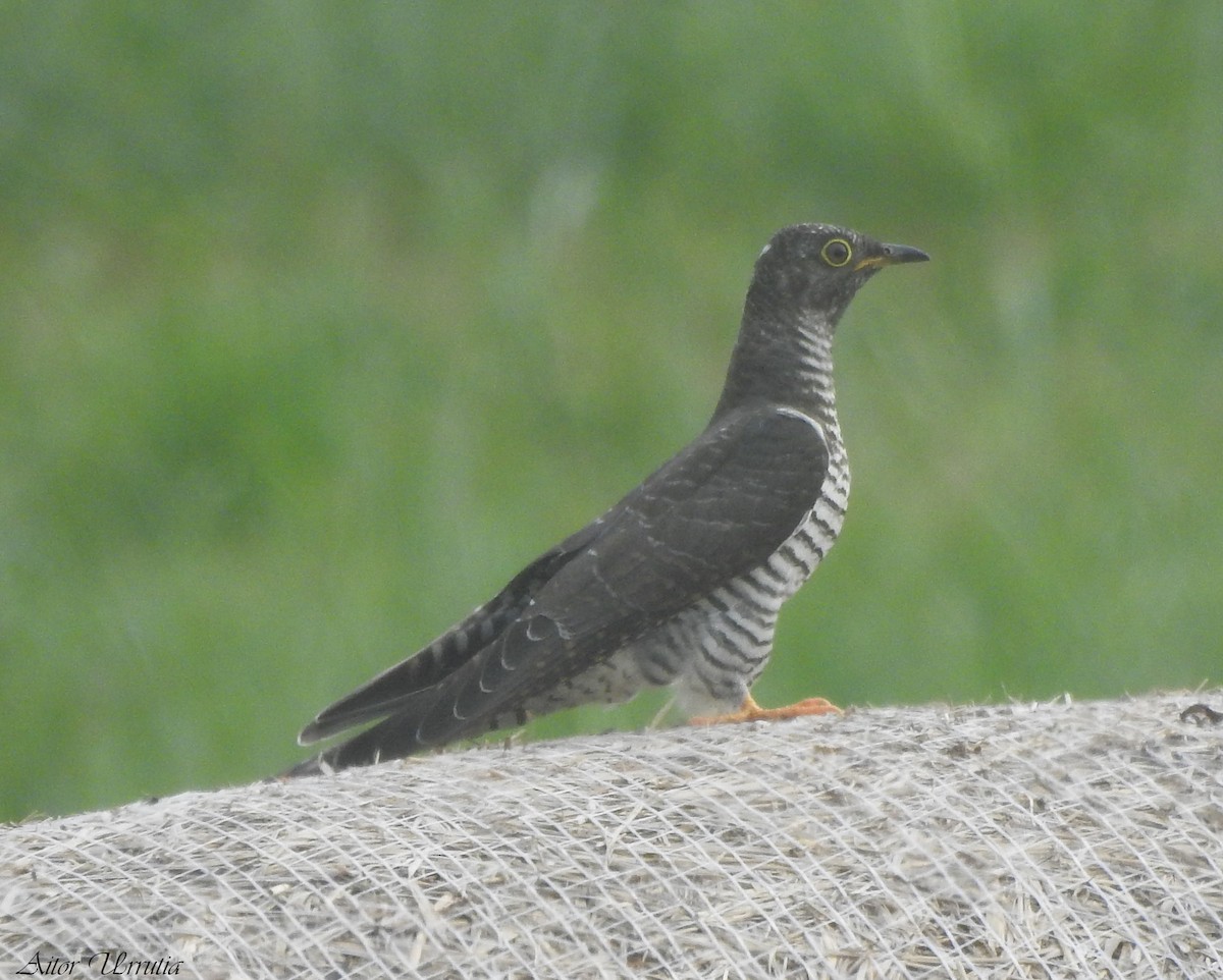 Common Cuckoo - ML605873831