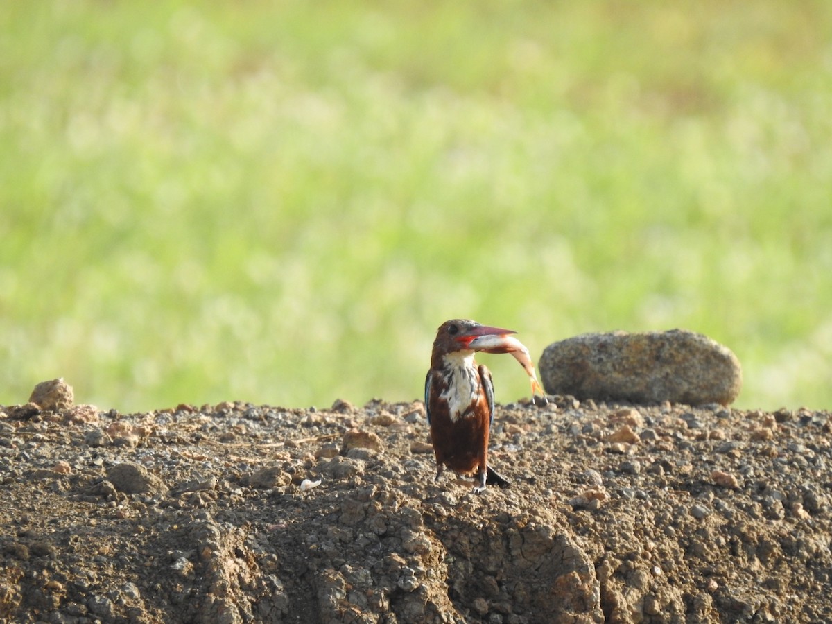 White-throated Kingfisher - ML605873931