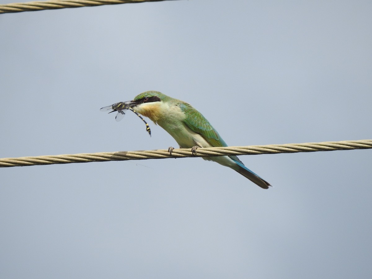 Blue-tailed Bee-eater - ML605874011
