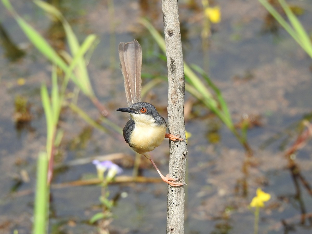 Prinia Cenicienta - ML605874051