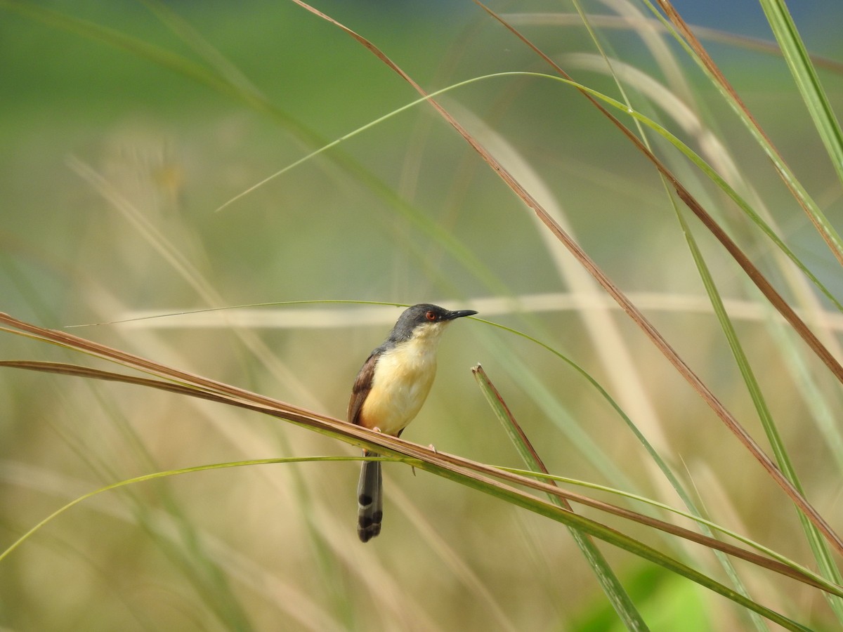 Ashy Prinia - ML605874061