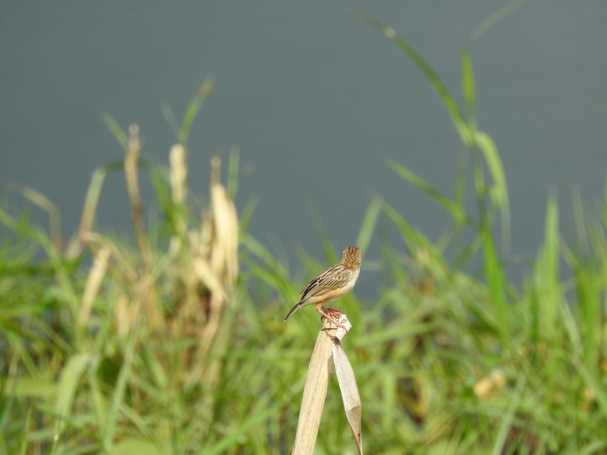 Zitting Cisticola - ML605874131