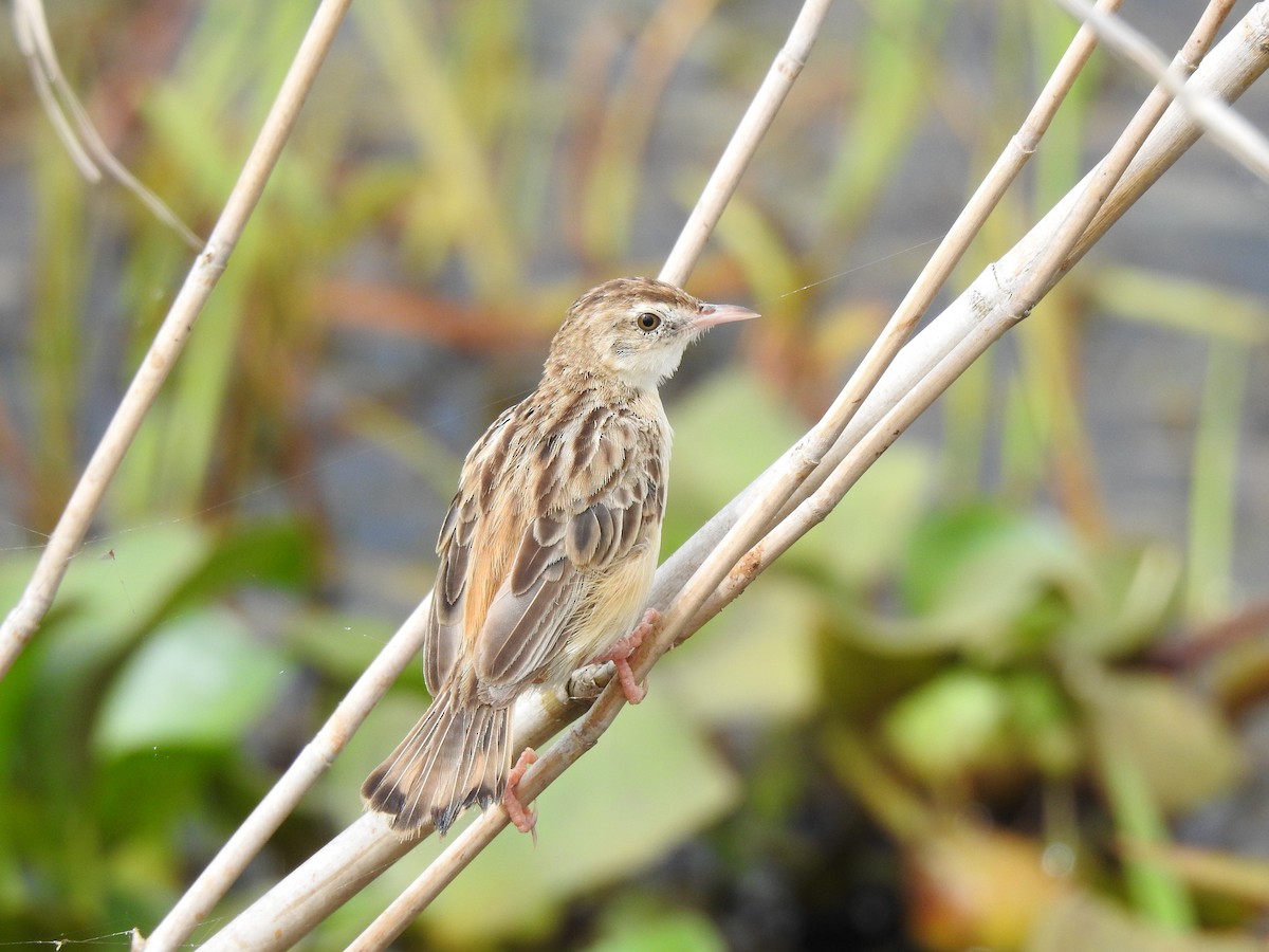 Zitting Cisticola - ML605874141