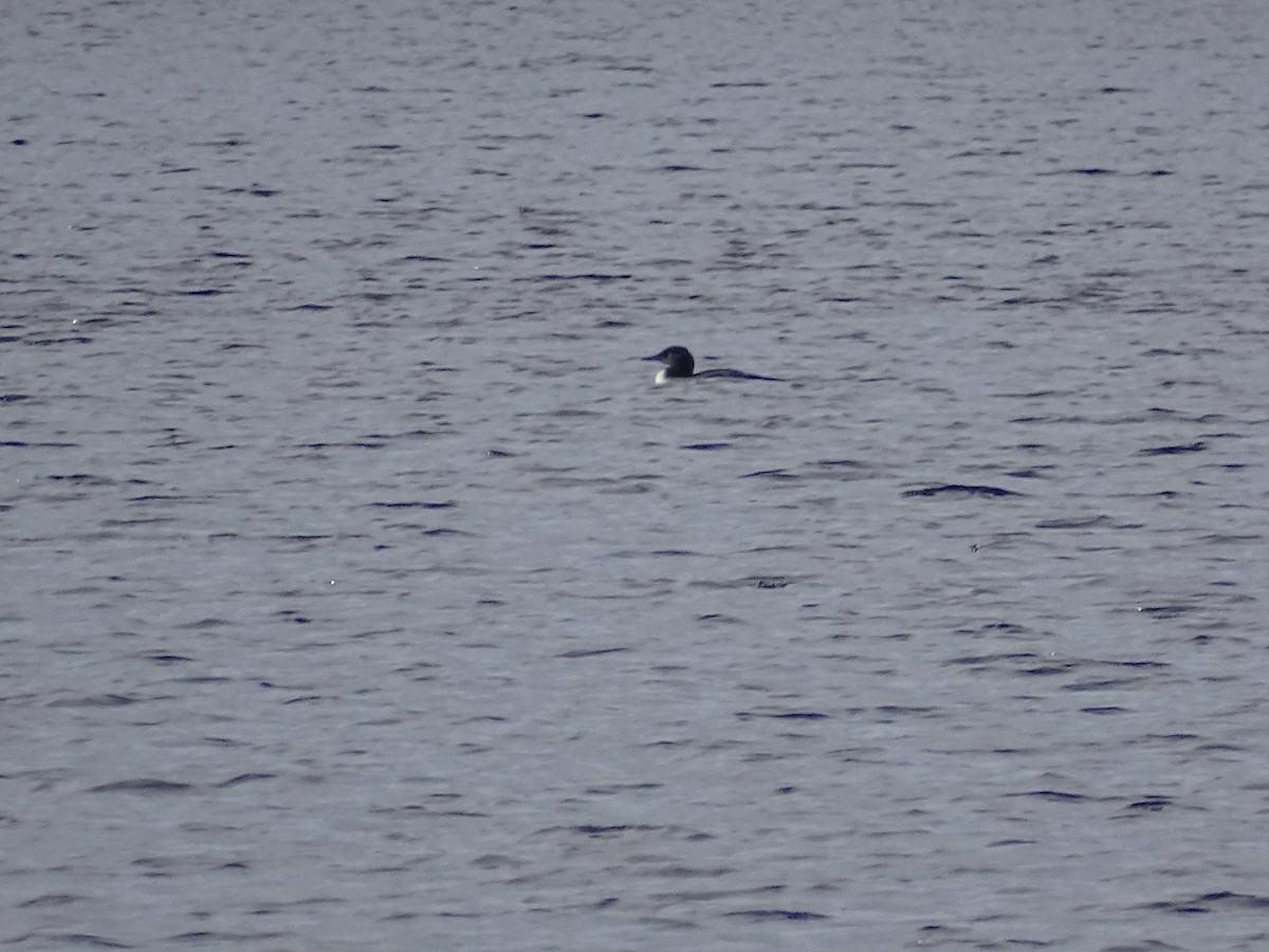 Common Loon - ML605874541