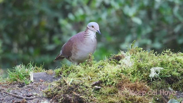 White-throated Quail-Dove - ML605874551