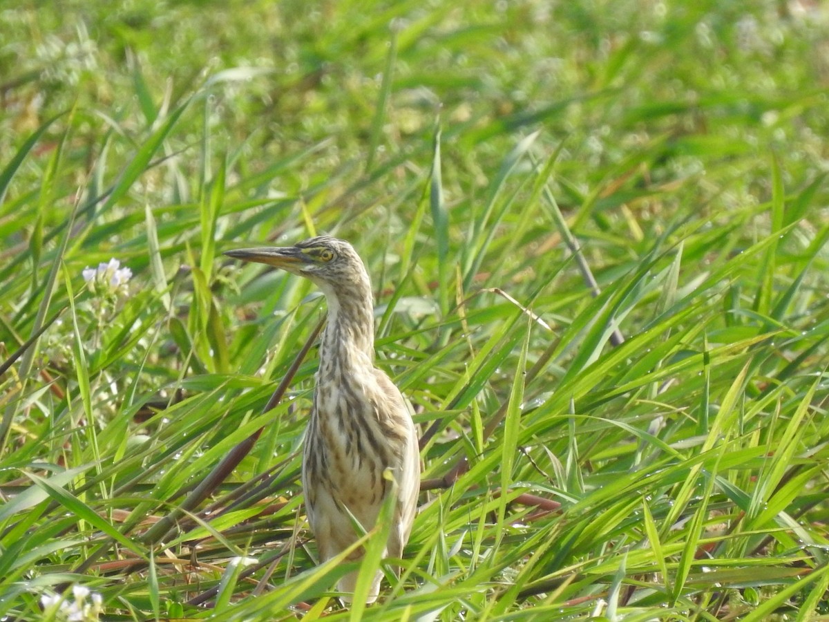 Indian Pond-Heron - ML605874591