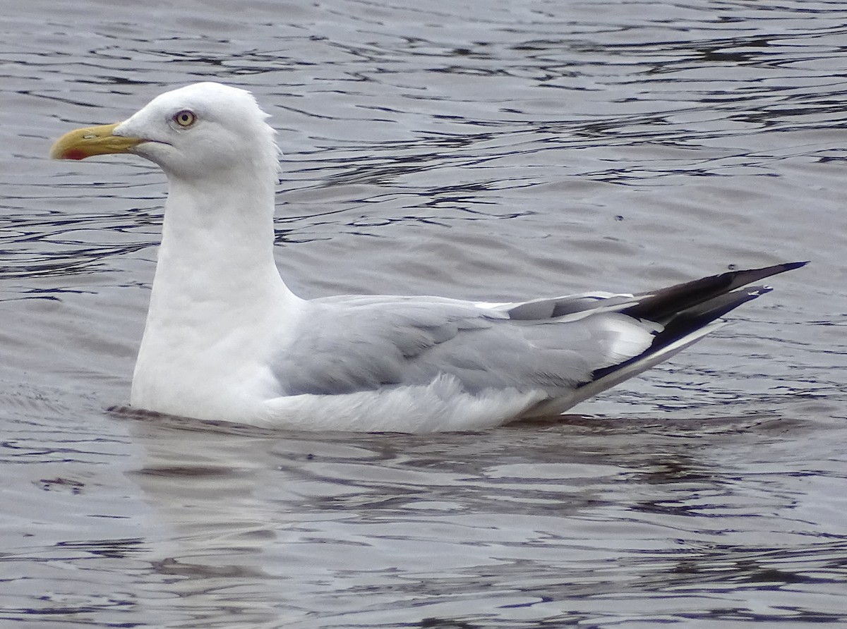 Herring Gull - ML605874601