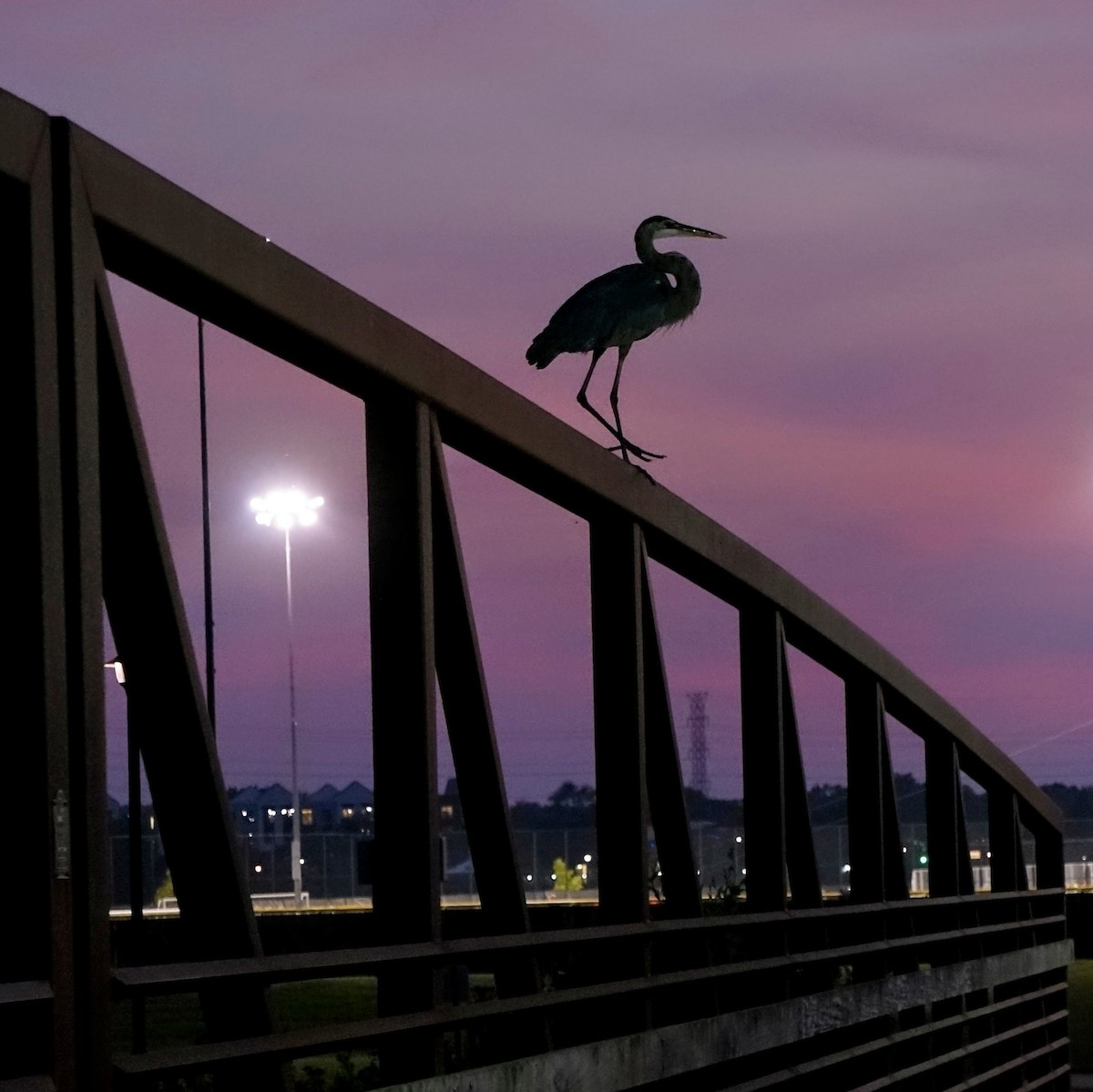 Great Blue Heron - ML605874651