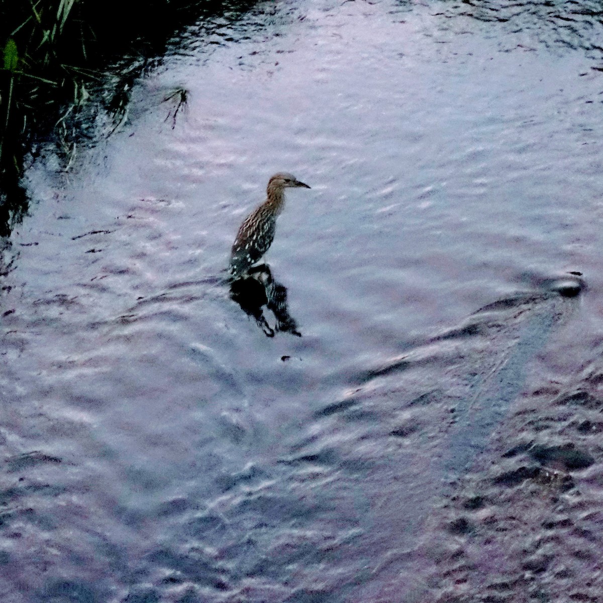 Black-crowned Night Heron - ML605874661