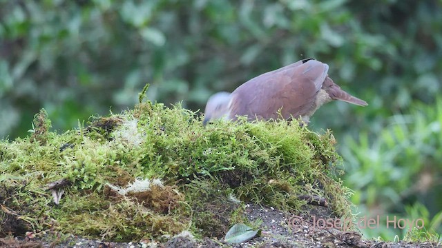 White-throated Quail-Dove - ML605875251