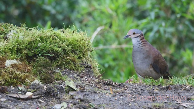 White-throated Quail-Dove - ML605876431