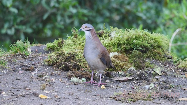 White-throated Quail-Dove - ML605877021