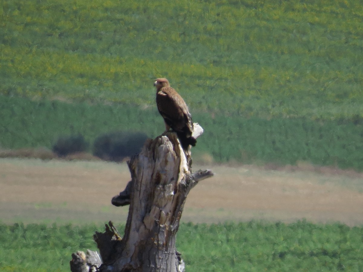Aigle ibérique - ML605877521