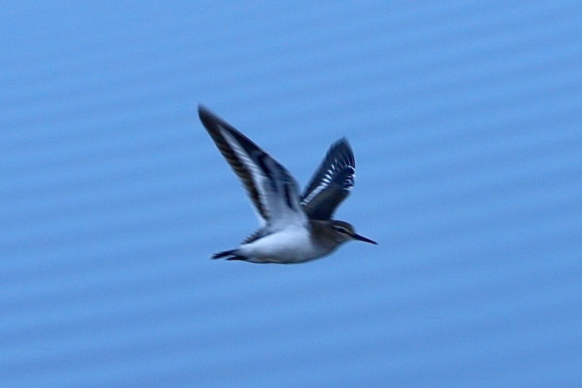 Common Sandpiper - ML605877591