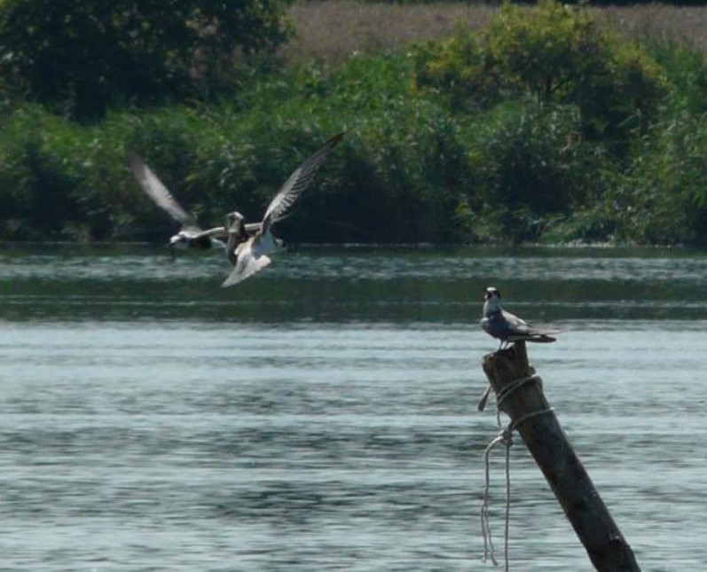 Black Tern - Jiří Šafránek