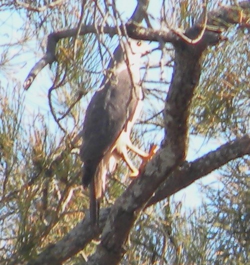 Gray Goshawk - Rob Child