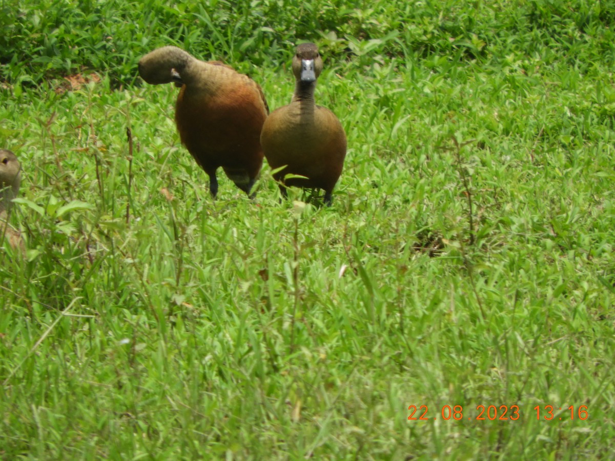 Dendrocygne siffleur - ML605880611