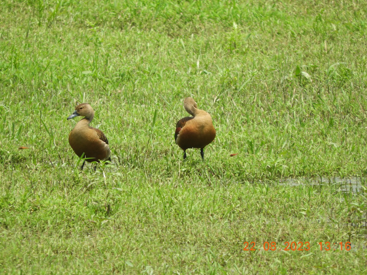 Lesser Whistling-Duck - HARIHARAN T V