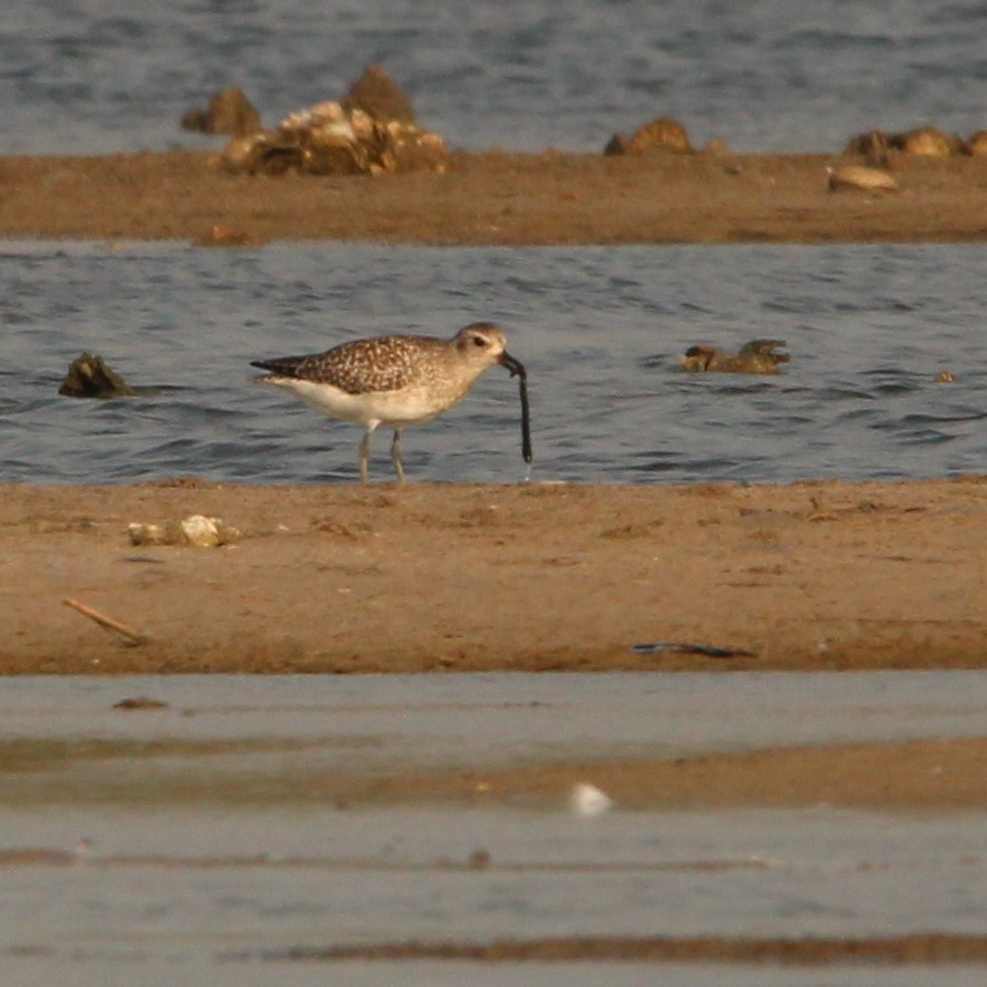 Black-bellied Plover - Brigid Berger