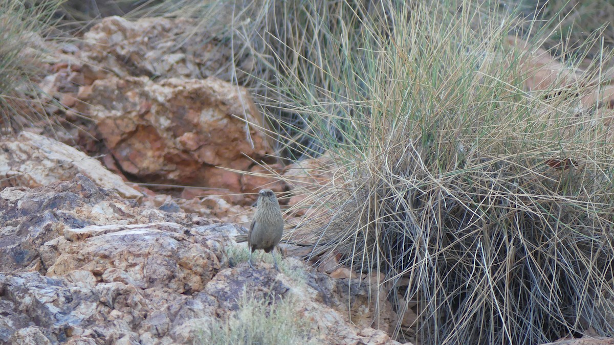 Kalkadoon Grasswren - ML605881771