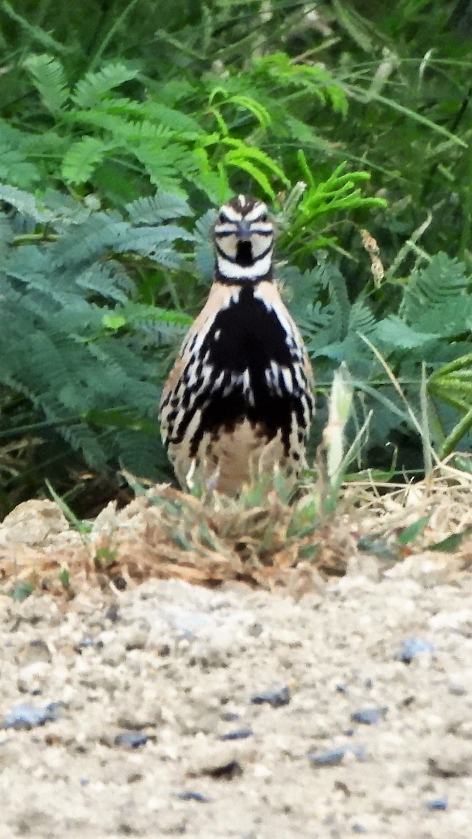 Rain Quail - ML605881991