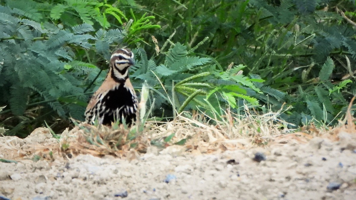 Rain Quail - ML605882011